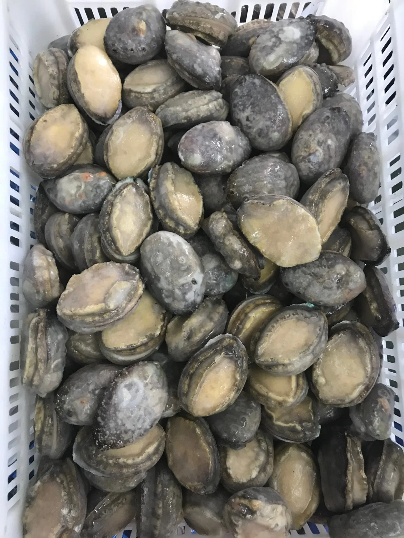 Congelados o frescos de alta calidad Abalone Proveedores