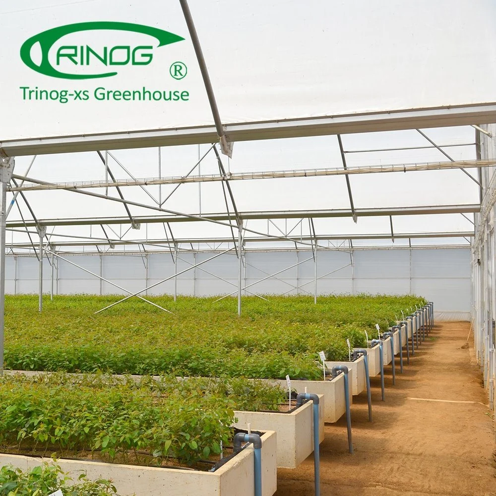 Economical Agricultural Cultivation Hydroponics System Film Multi-span Greenhouse for Vegetable