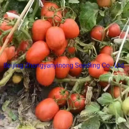 Df12 Big Size Oval Determinate Hybrid Tomato Seeds Vegetable Seeds for Hot Selling