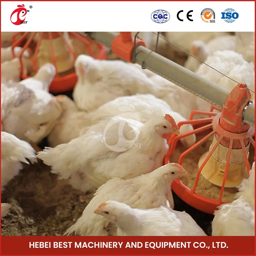 Bestchickencage Broiler Deep Litter System Sample Available China Easy Installation Feature Broiler Poultry Farming Deep Litter System Manufacturer