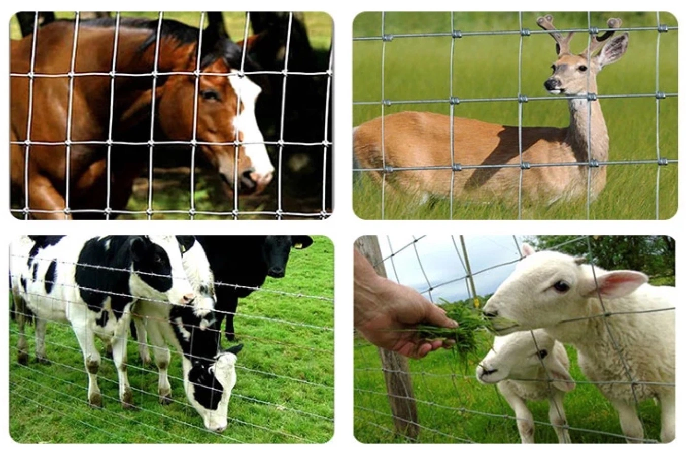 Grillage bovins cheval. Les moutons de clôtures pour la ferme des clôtures