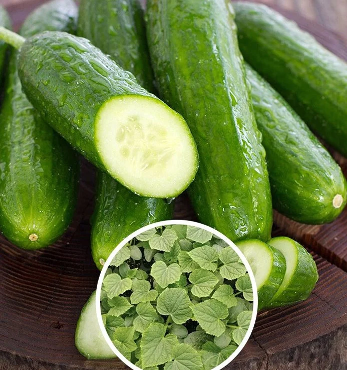 Hybrid Cucumber Seeds for Planting