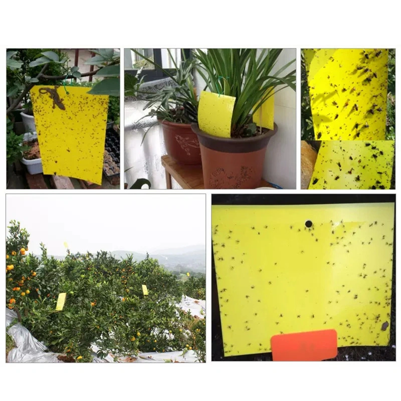 Yellow Sticky Fly Traps Factory Direct Wholesale Insect Plant Fruit Fly Trap