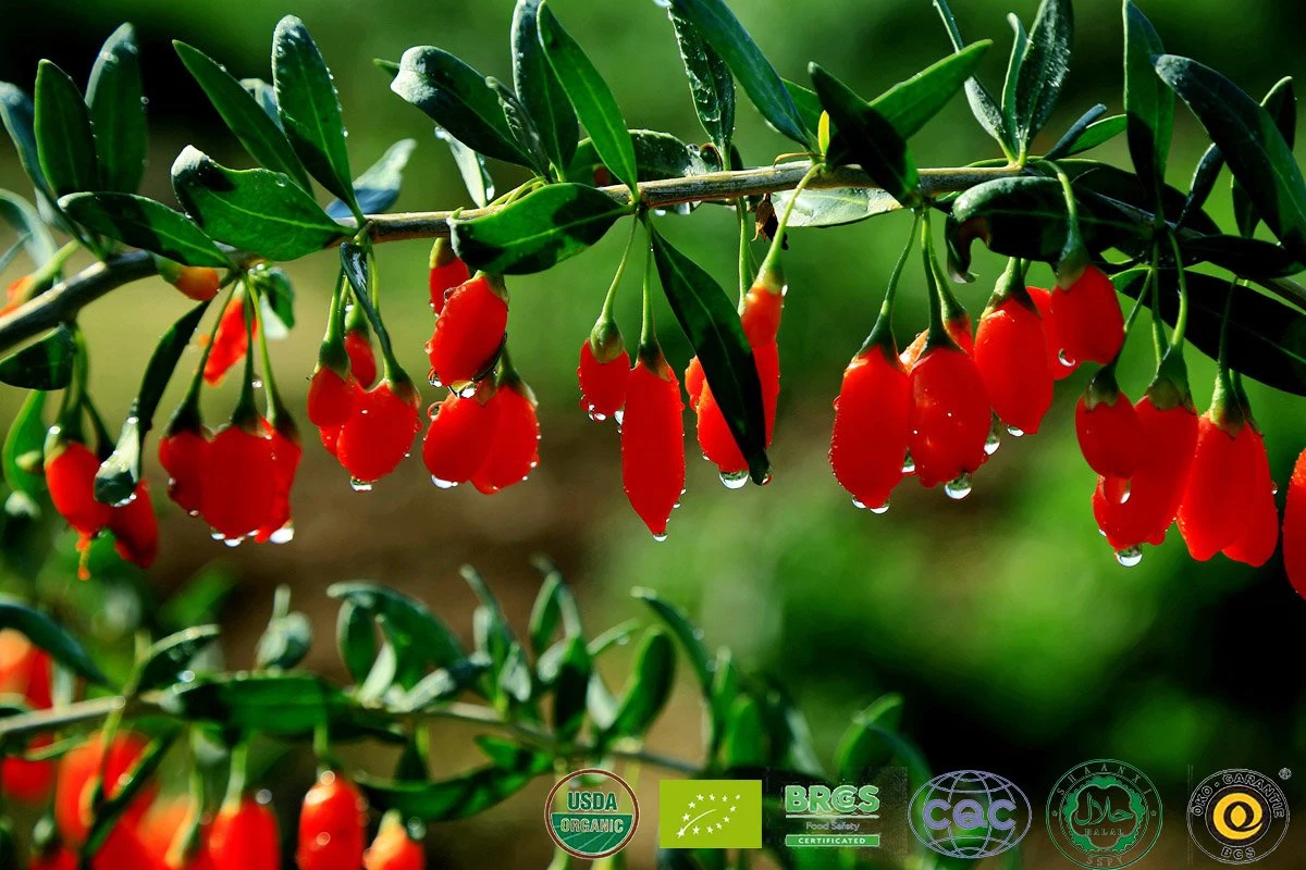 Ningxia Goji Berry with Brc Certification