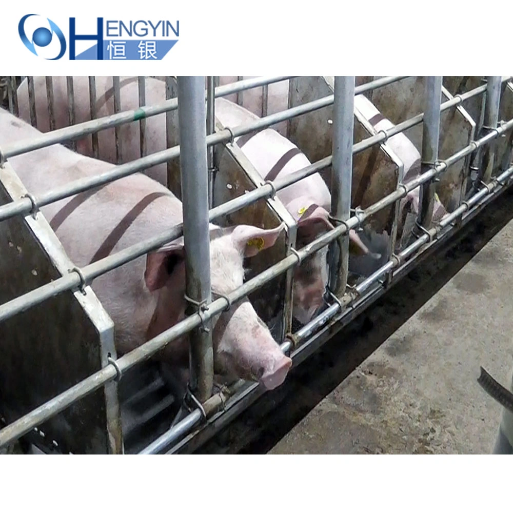 Pig Breeding Cage Automatic Systems for Pigs Farm