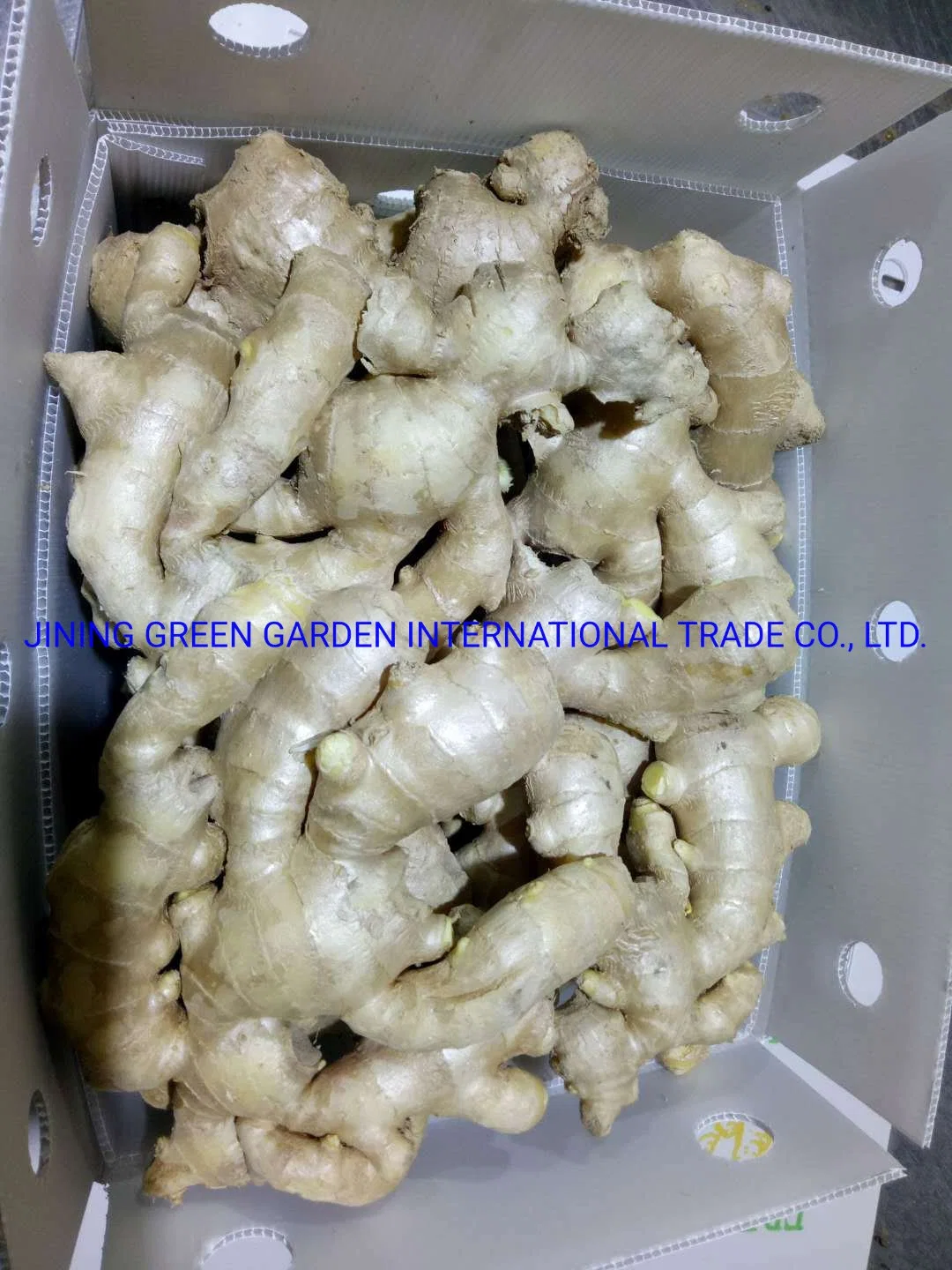 Competitive Price Good Quality Fresh Air Ginger