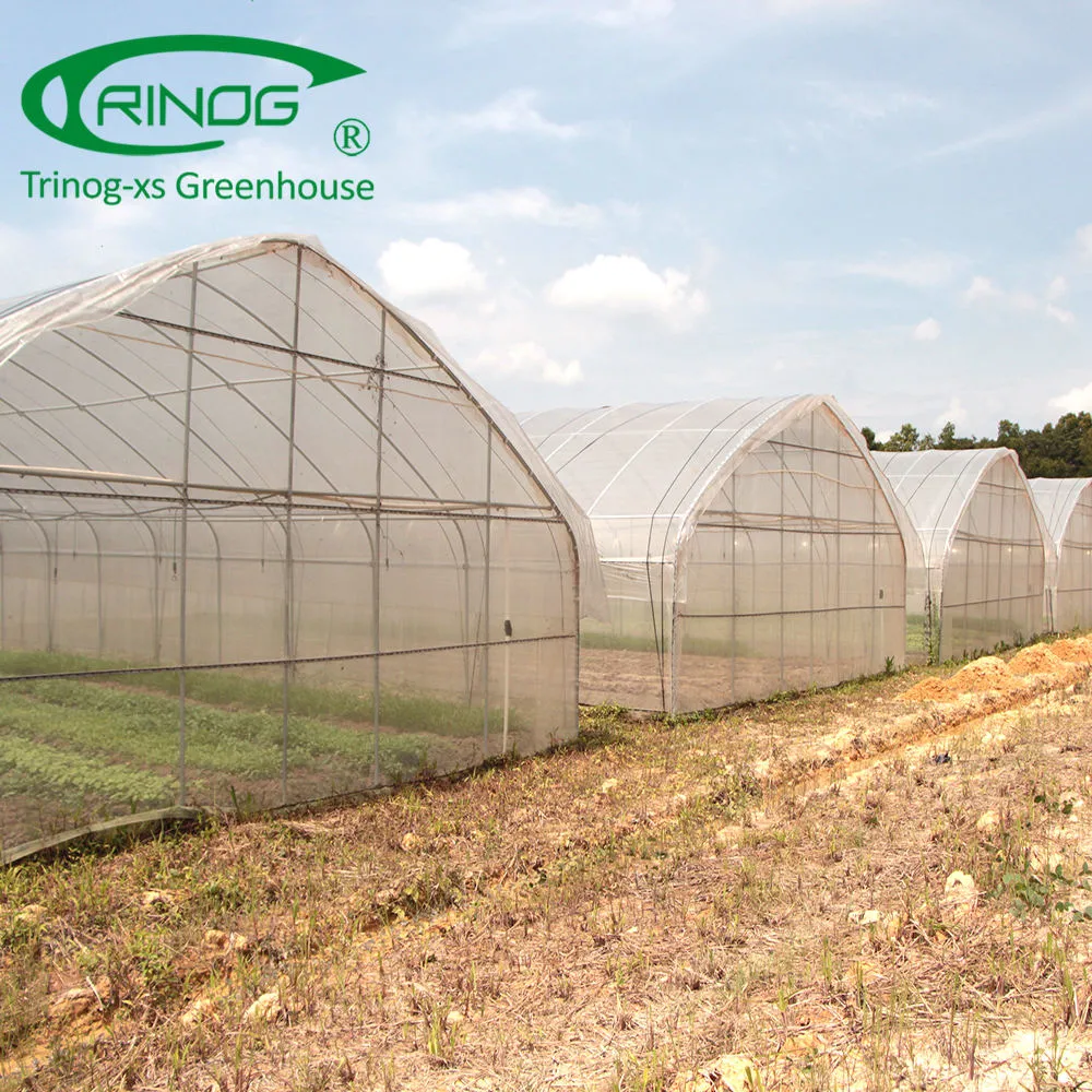 Large Size Single Span Film Greenhouse for Agriculture