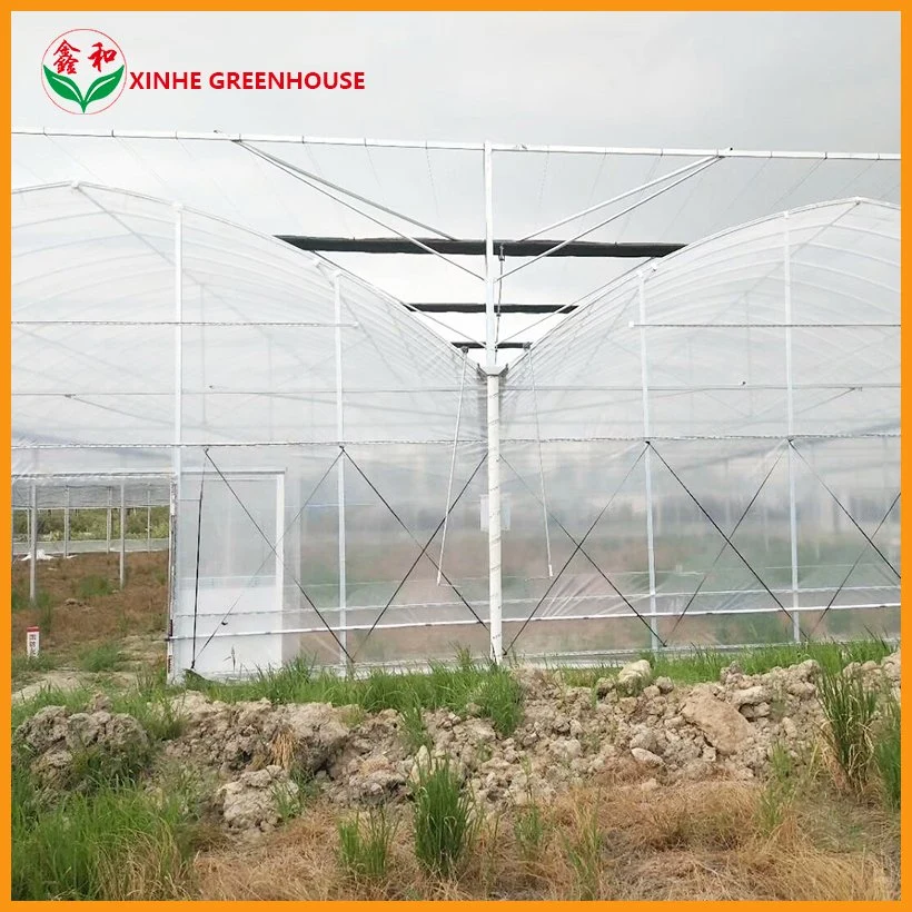 Plastic Film Tomato Greenhouse with High quality/High cost performance 