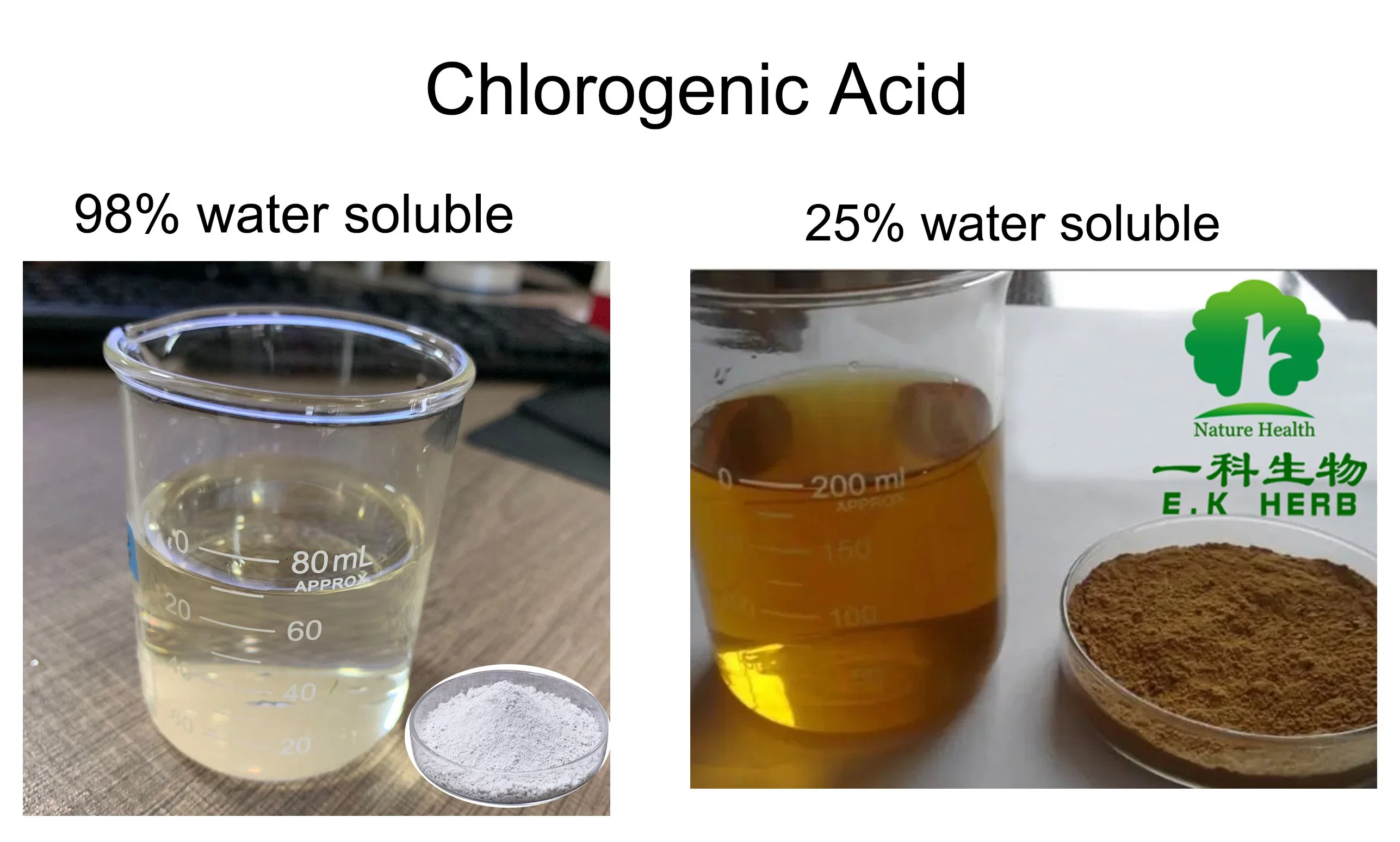 ISO Kosher Halal Extracto de hojas de Eucommia soluble en agua 98% clorogénico Polvo ácido