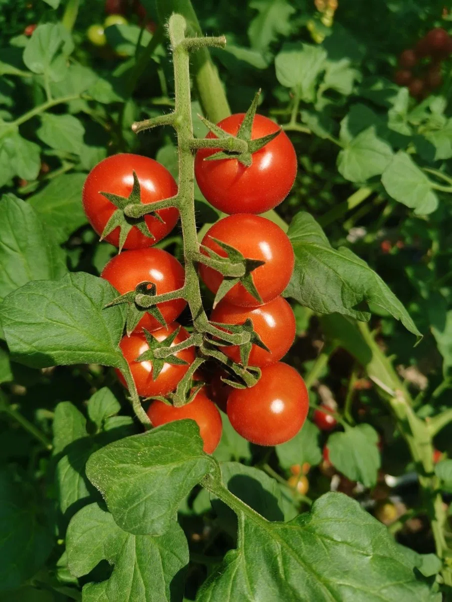 Hidroponía Agrícola de Rendimiento de alta calidad/alto costo invernadero Bato Holandesa cuchara para verduras Tomates crecen Agricultura sistema holandés de cubos