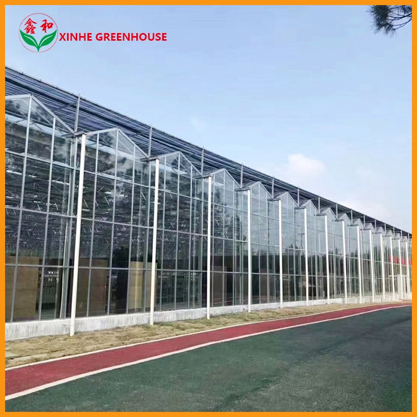 Multi Span Glass Greenhouse for Mushroom