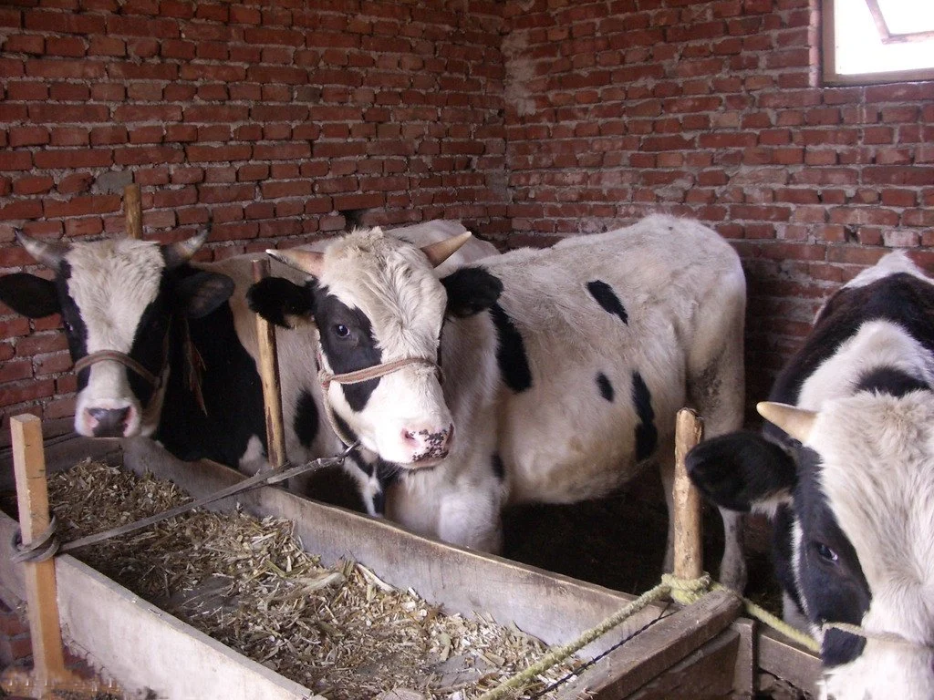 Apfeltrester für Tiere Füttern Sie Süße Geruchssfutter Zutaten Futtermaterial zum Verkauf