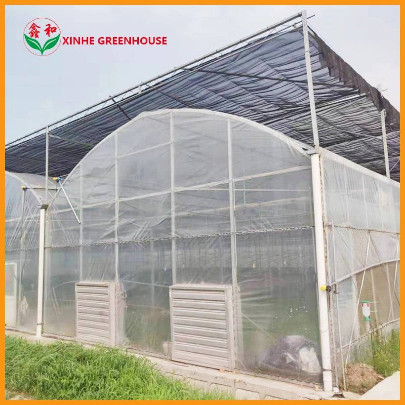 Agricultural Tropical Greenhouse with Hydroponic System for Growing Tomatoes