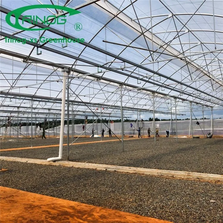 Vegetable Greenhouse Flower Growing Multi-span Film Greenhouse for Seed Nursery