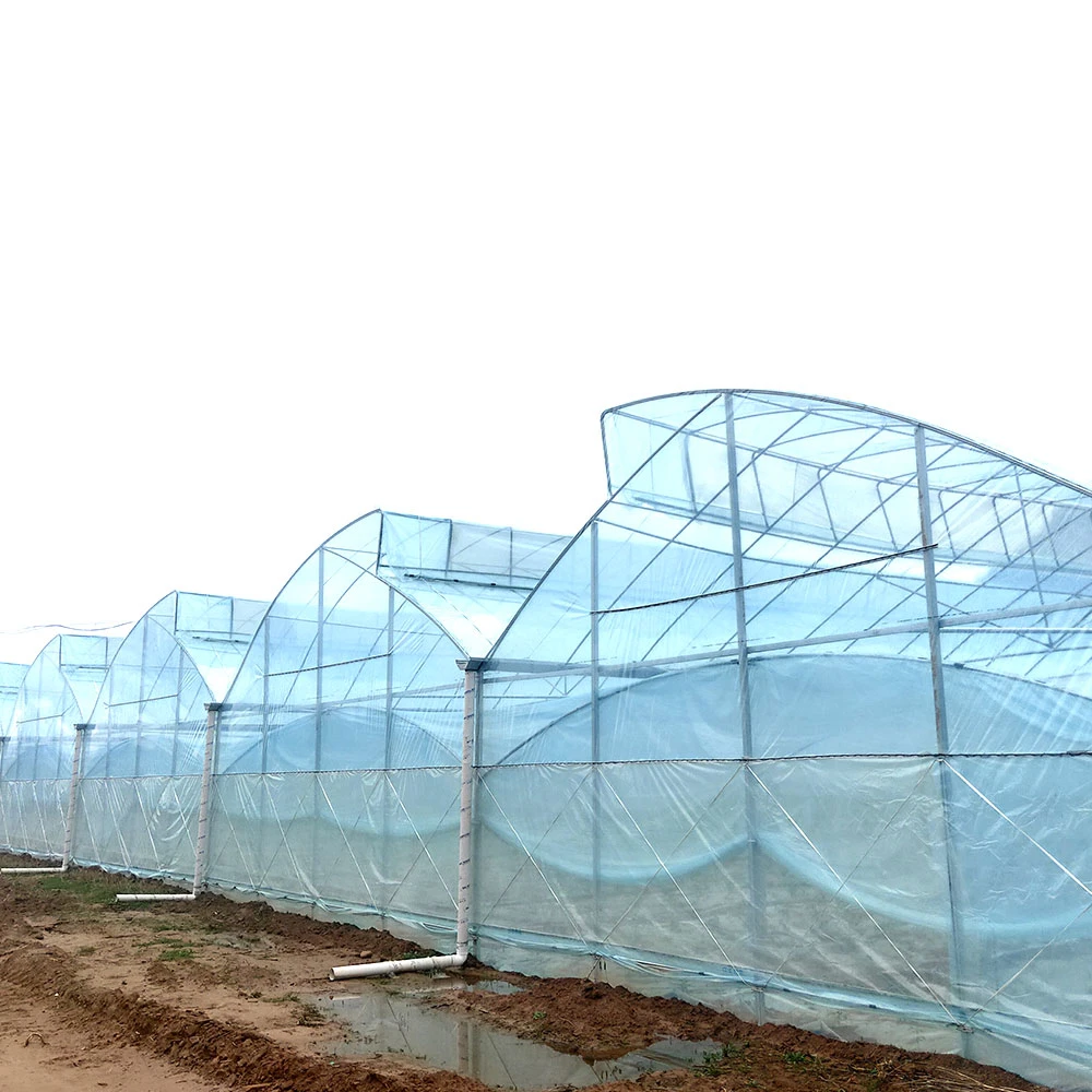 L'agriculture/Commercial verre résistant Film multi-span Green House Film pour les légumes fruits/fleur/avec la culture hydroponique/Irrigation/système de contrôle de température