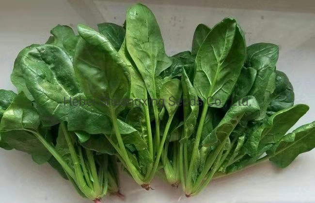 High quality/High cost performance Spinach Seeds Green Vegetable Seeds