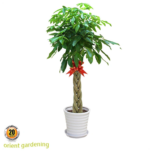 Meilleure qualité de l'usine Pachira tressé Bonsai Tree porter chance et d'argent Home &amp; Garden decoration