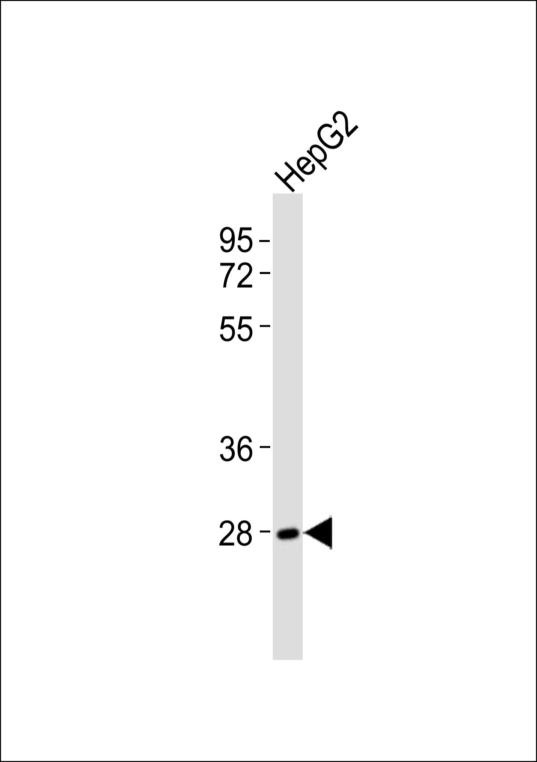 Nap1 Polyclonal Antibody