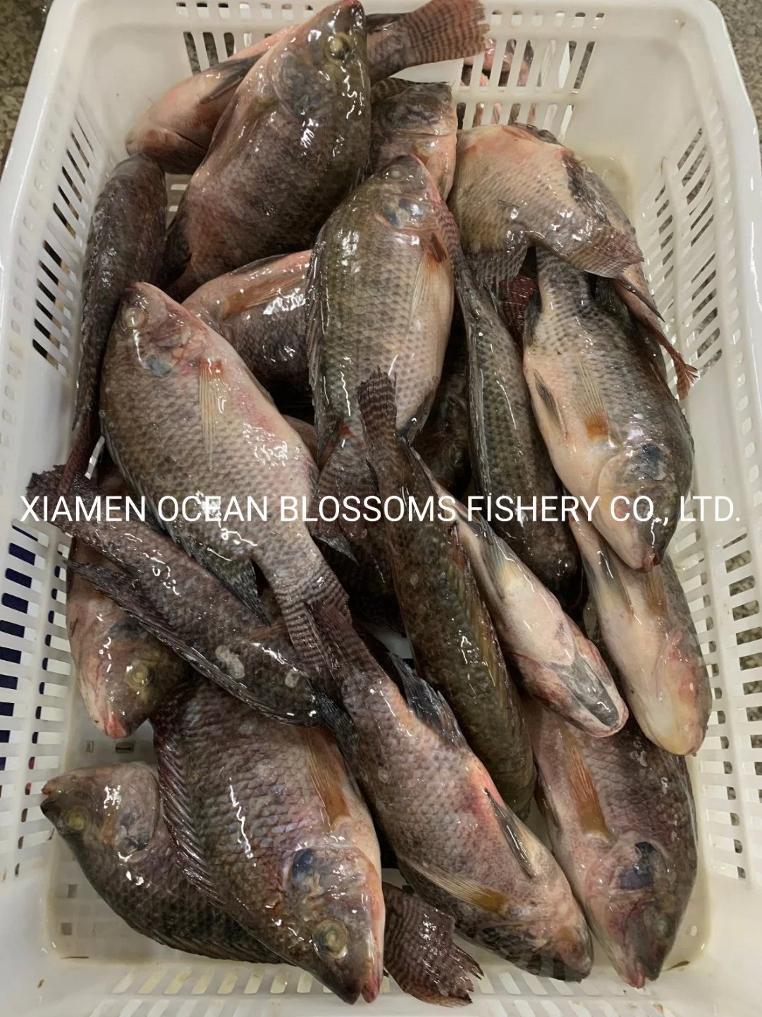 Buy China Live Tilapia 500-800g From Fish Factory Ocean Blossoms