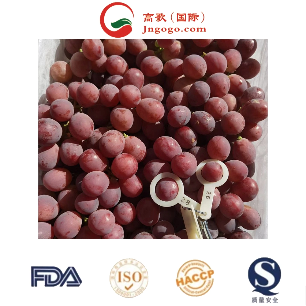 Bulk Supply Grapes Hot Sale Wholesale/Supplier Sweet Fresh Table Grapes Fruit