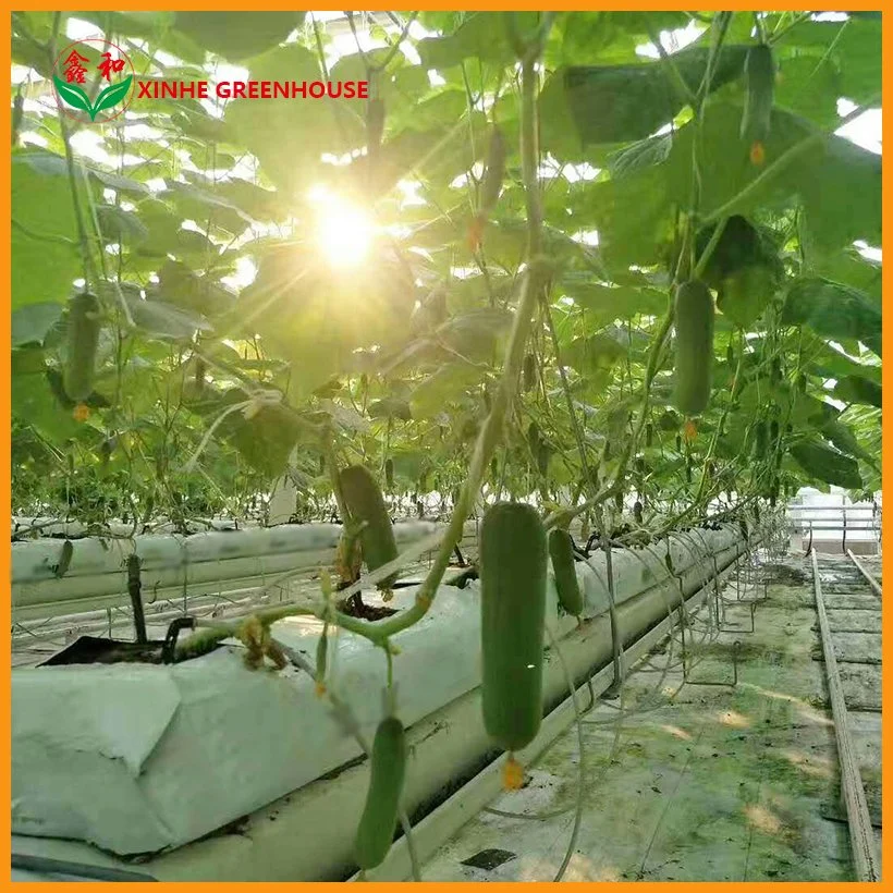 Agricultural Tunnel Film Growing Greenhouse for Tomato Growing System