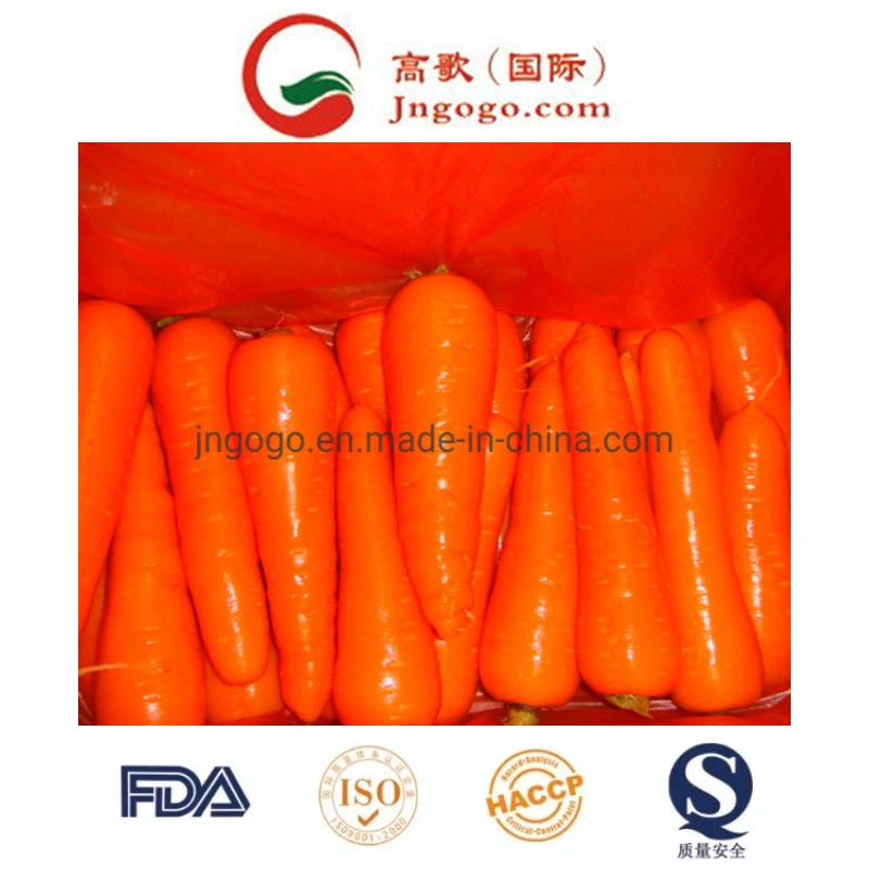 Good Quality Red Fresh Carrot Manufacture From China