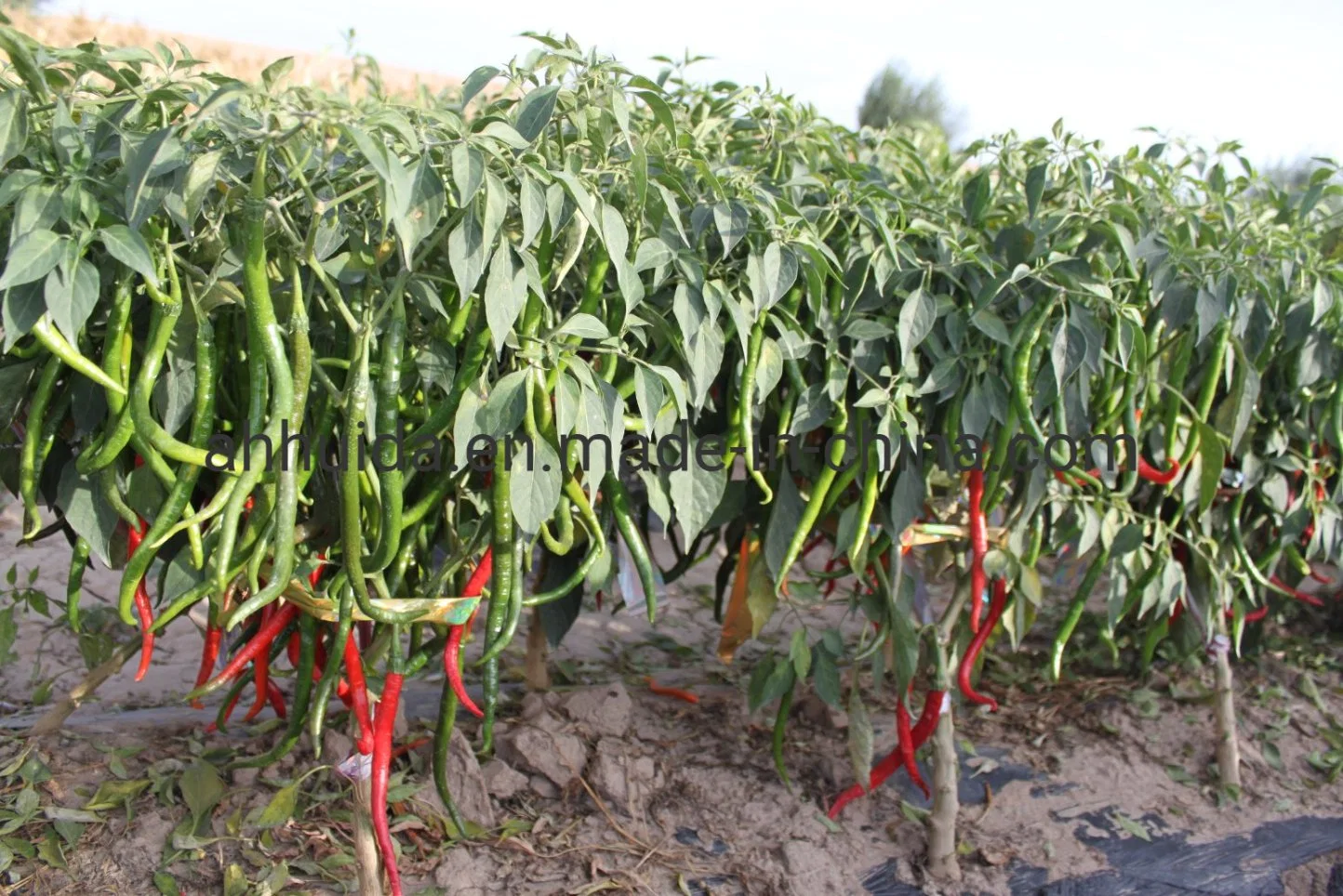 HD Capsicum spp. Verde oscuro, camisa larga Pimiento híbrido semillas para siembra