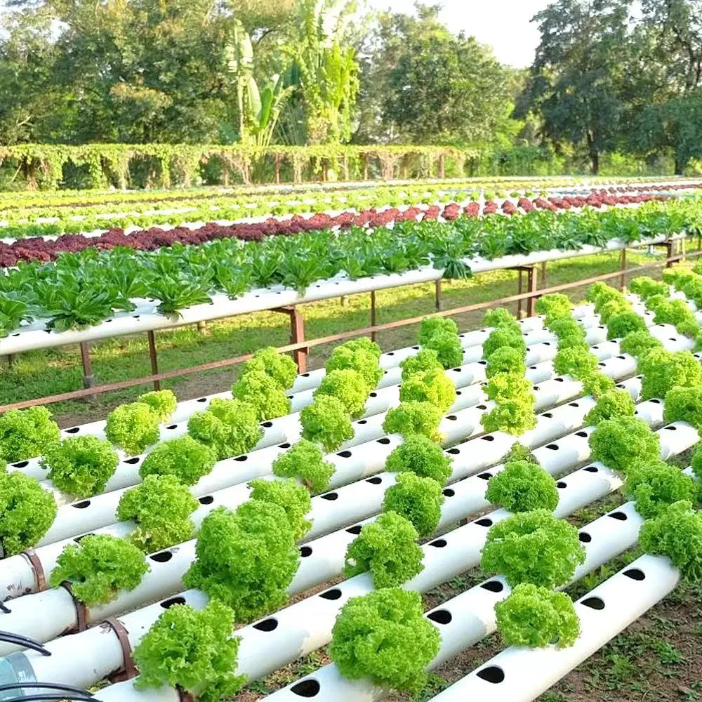 Comercial Solar Hydroponic de vidrio PC de invernadero de hojas con Tomato creciendo Sistema grande