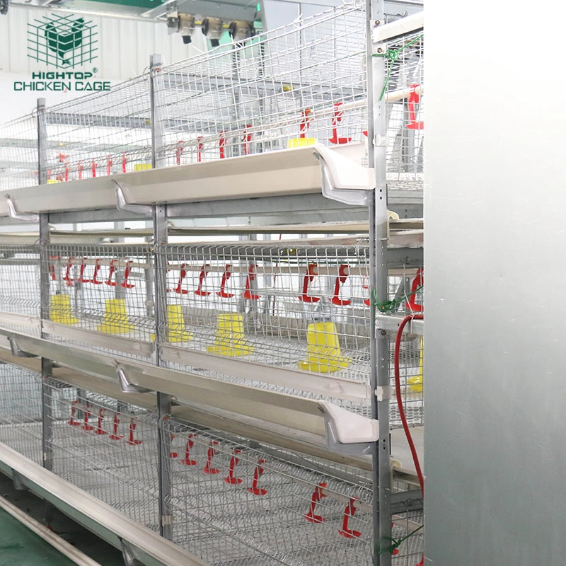 Hightop Broiler Rearing Automatic H Type Chicken Cages System With Feeding Machine