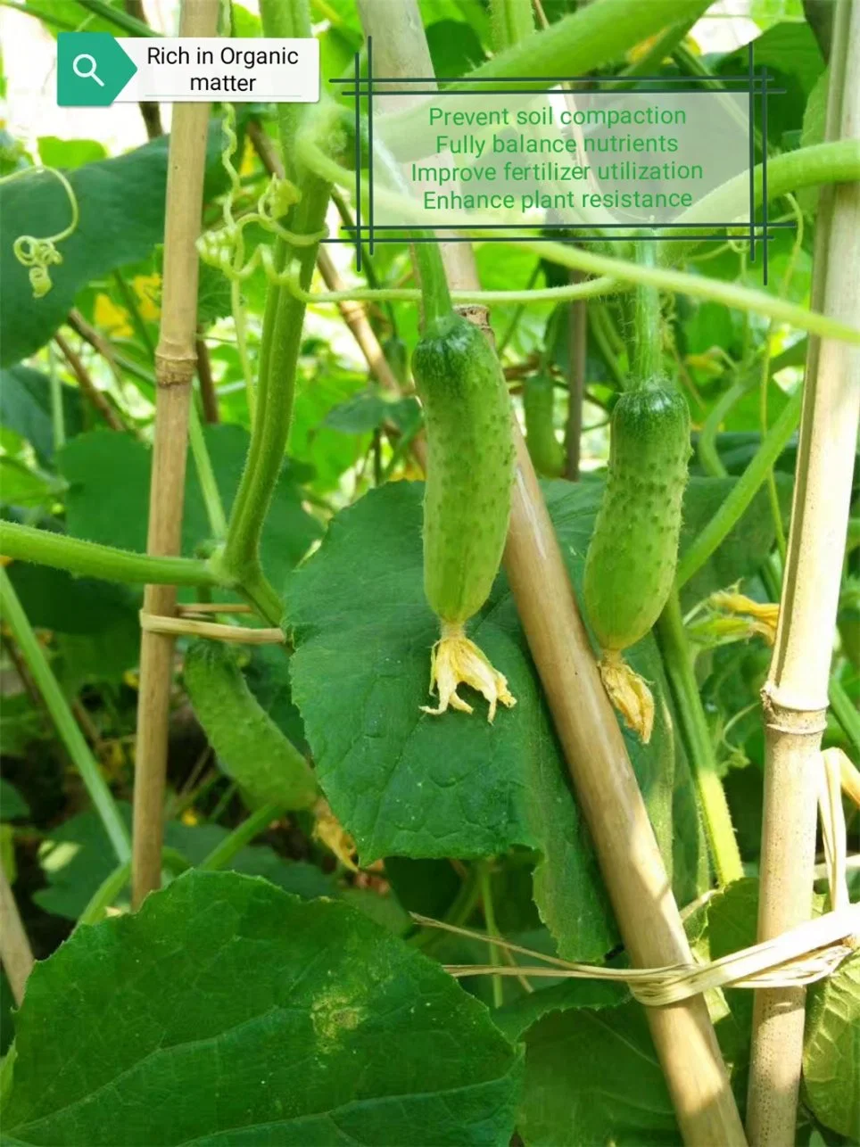 Leonardita Fuente agua soluble materia prima Suelo Enmienda Precio Orgánico Fertilizante ácido de potasio