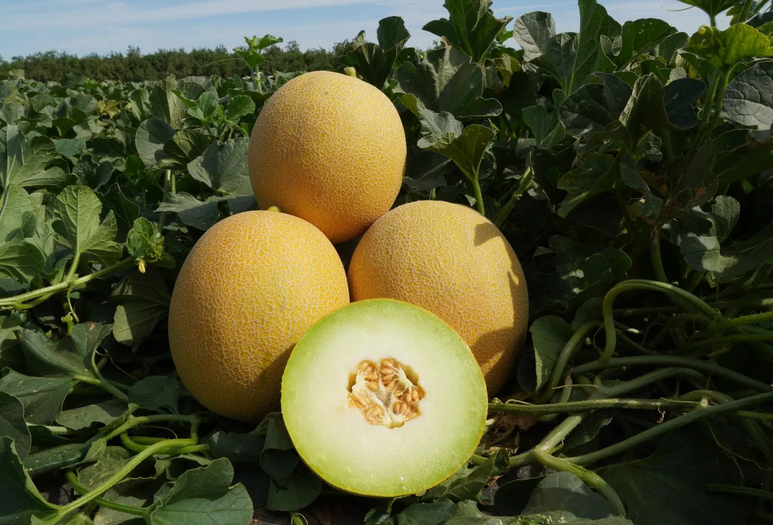 Graines de Cantaloup sucré graines de Melon hybrides F1 pour la culture