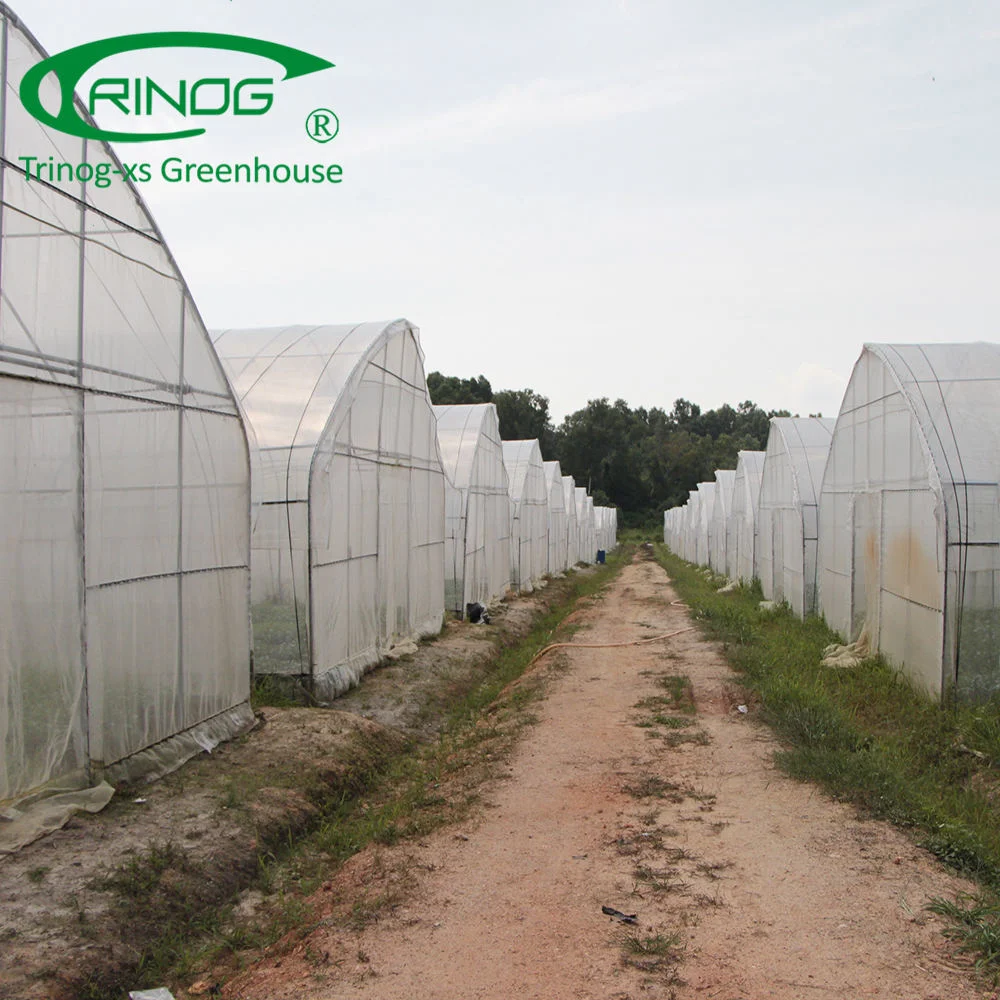 Commercial Large Plastic Single Span Film Green House