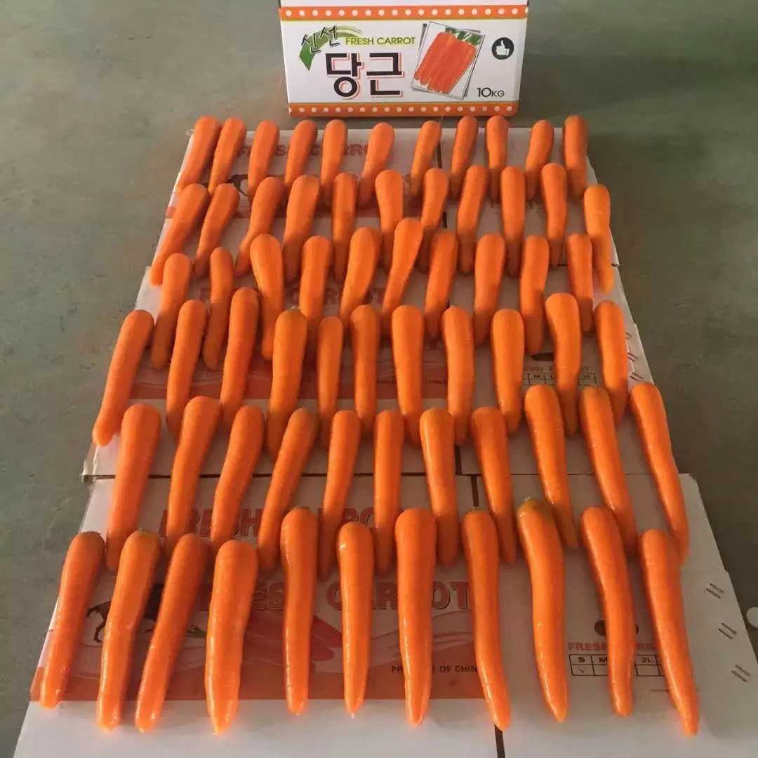 Nouvelle saison bonne qualité S M L Carrot frais