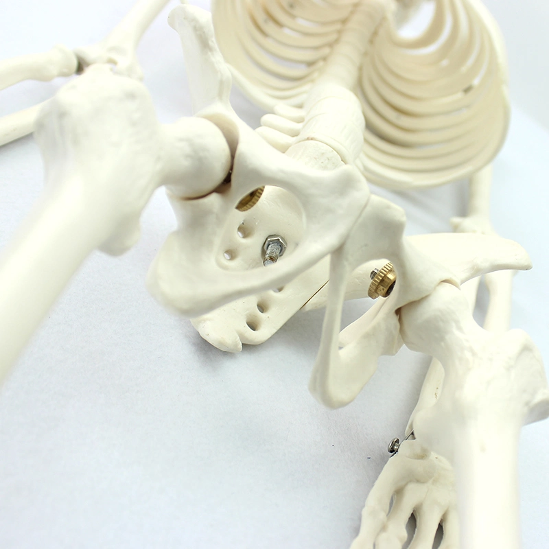 High Reproduction and Accuracy Medical Teaching Models Bone Color Human Teaching Skeleton 85cm Human Skeleton of PVC