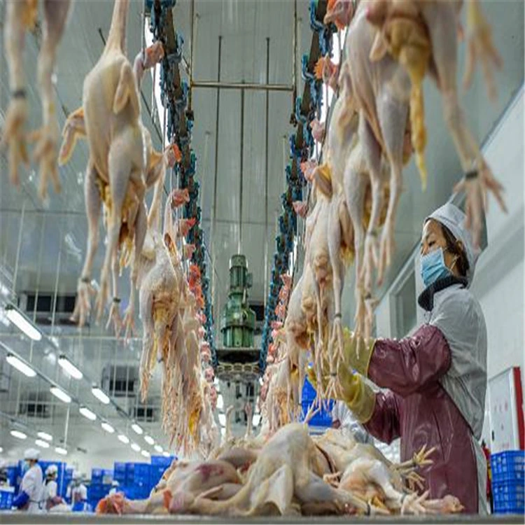 Chicken Slaughtering Equipment/High Efficiency/Halal Slaughter