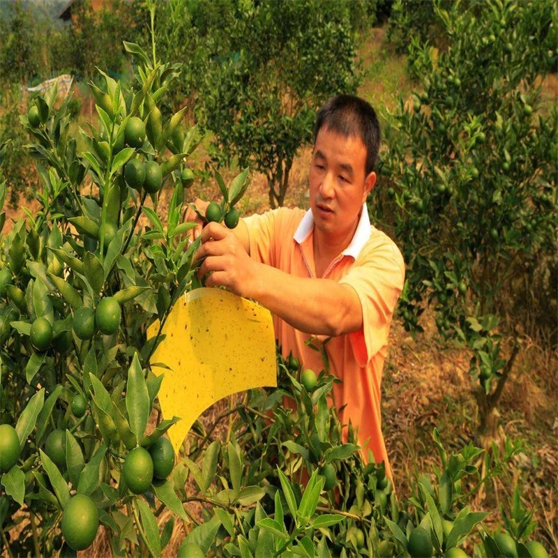 Sticky Traps for White Flies Aphids Leaf Miner