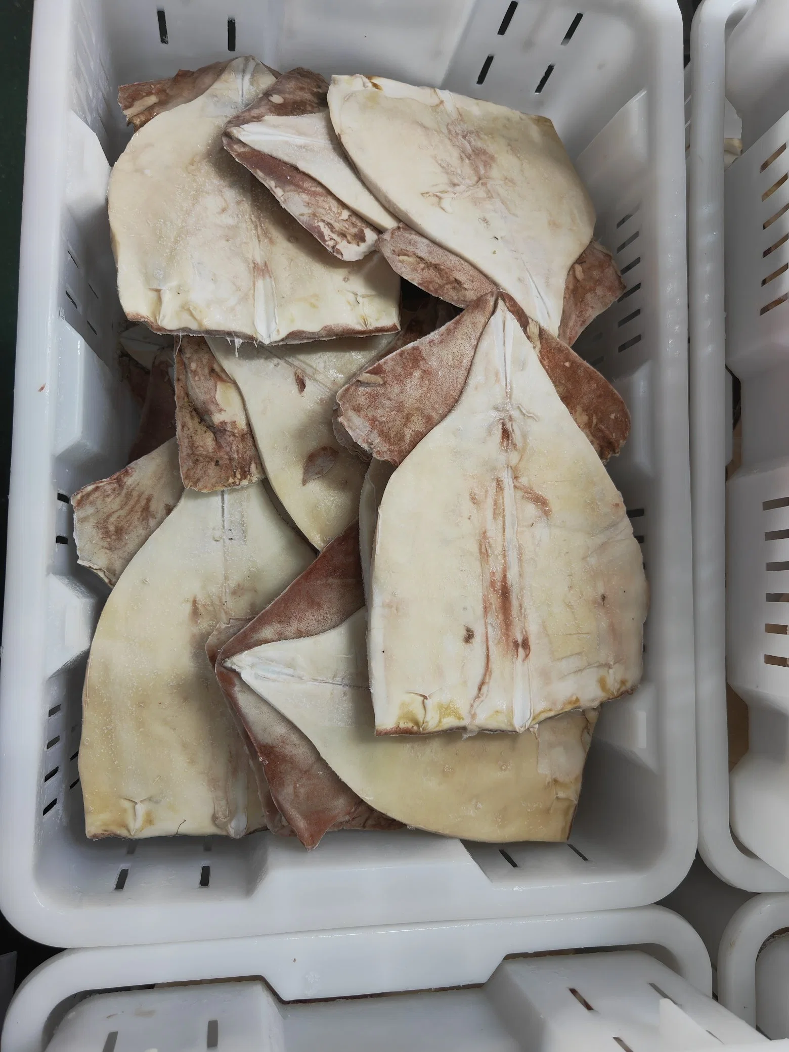 Gigas Giant Squid, Frozen Squid Raw Material Fillet, Squid Sotong Fillet, Calamari, Pota