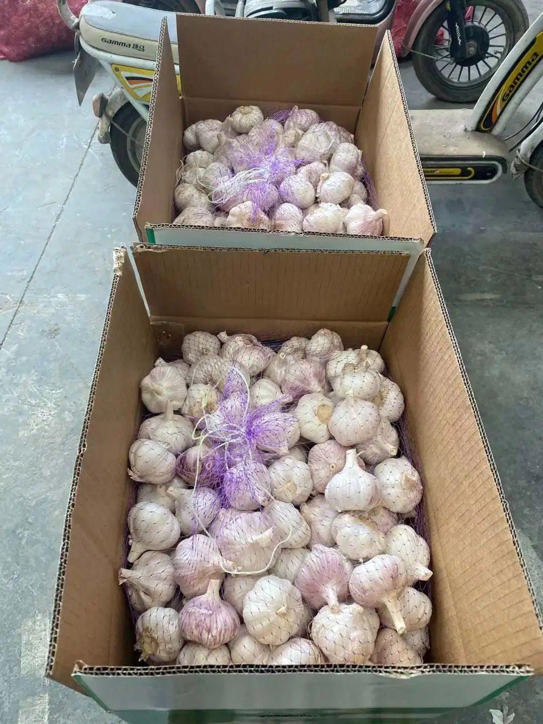 Chinesische Frischen Knoblauch Neue Ernte 2023