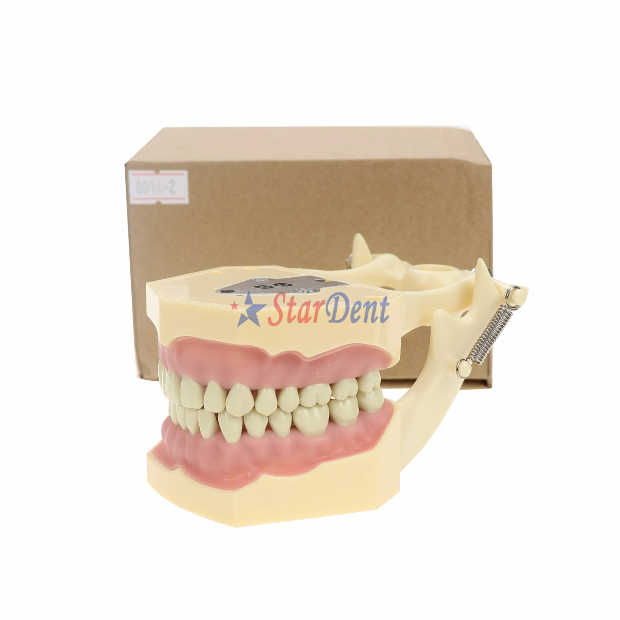 Dental Standard Teeth Model with 28 screw-in Teeth Medical Model Dental Model of Teeth for Teaching or Training Use