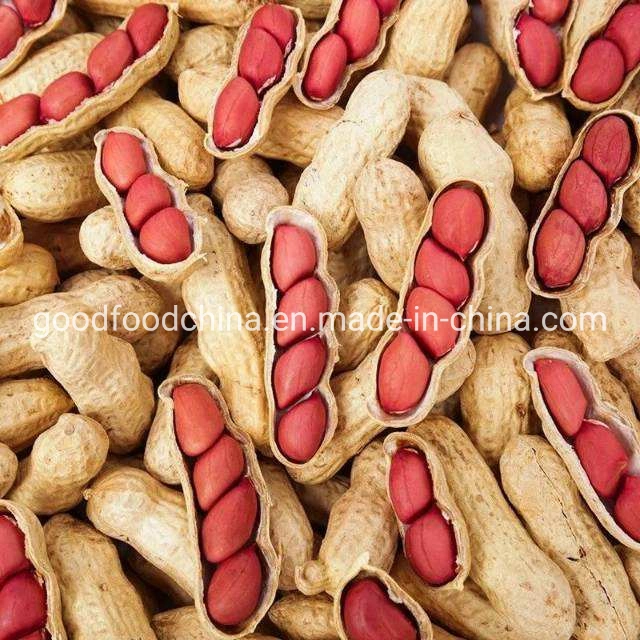 Raw Peanuts Sold in Beloved Shells