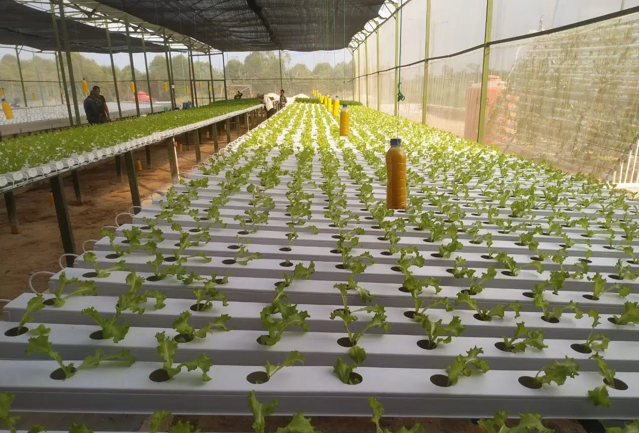 Hydroponic Nutrient Vegetable Planting System Greenhouse Leafy Vegetable Growing Pipe Channel