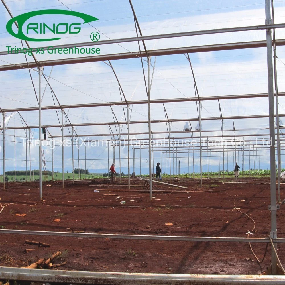 Trinog multispan hydroponic farm commercial used greenhouse tunnel for vegetable