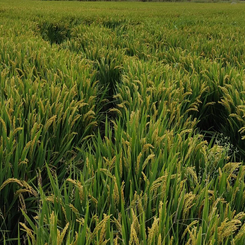 El herbicida Propanil arroz 36% CE