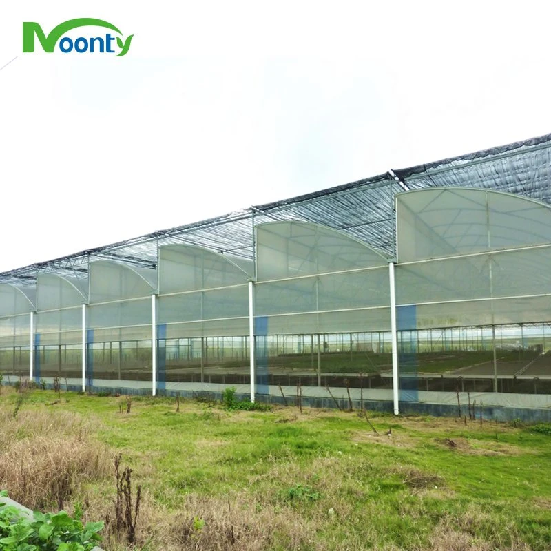 Greenhouse Roof Ventilation with 200 Micron Plastic Film Covering