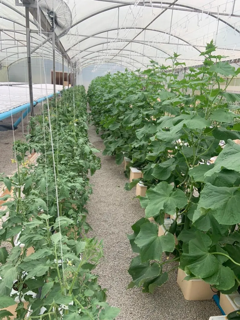 La Hidroponía invernaderos holandeses sistema de siembra de la cuchara para el tomate hortalizas vid creciente