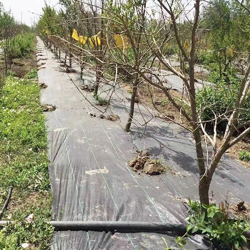 Toile de contrôle des mauvaises herbes en plastique noir pour la couverture du sol agricole en tissu PP