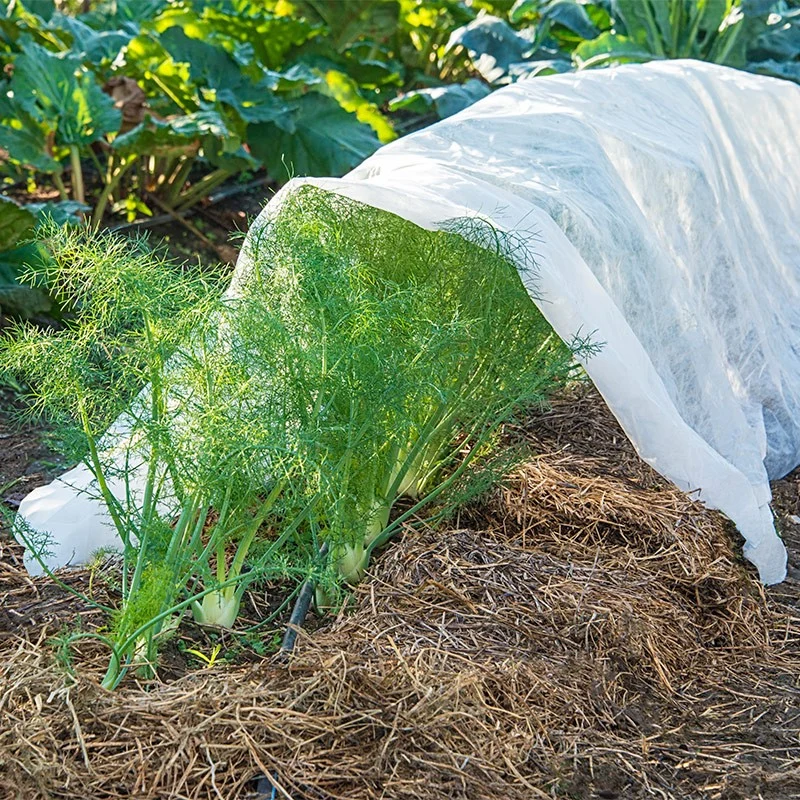 Colcha de invierno de planta