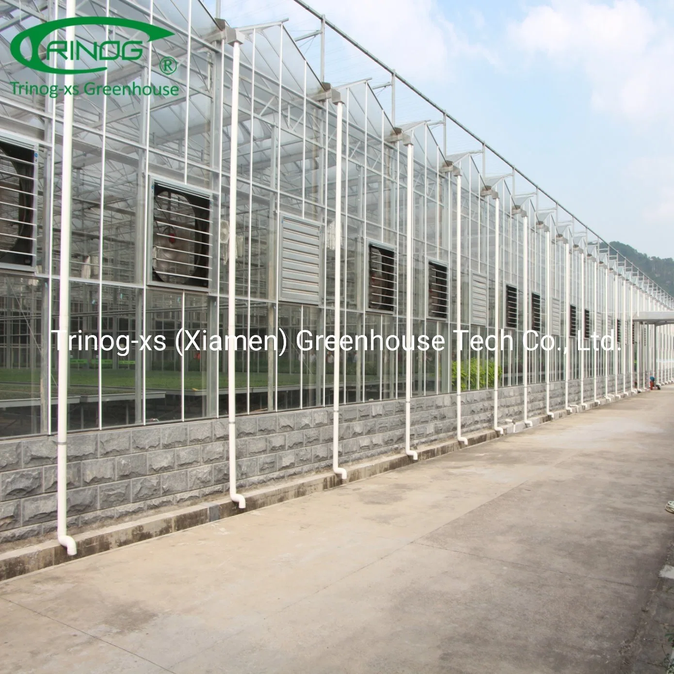 Commercial farm turnkey project glass green house for cherry tomato