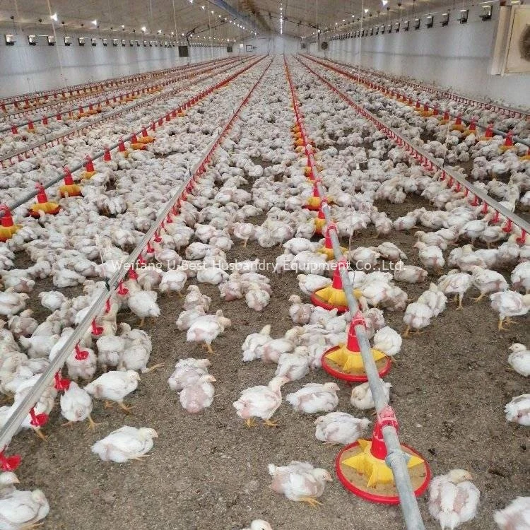 Alimentação/Linha potável automática do sistema de frangos de carne de frango Avicultura/Equipamento Agrícola