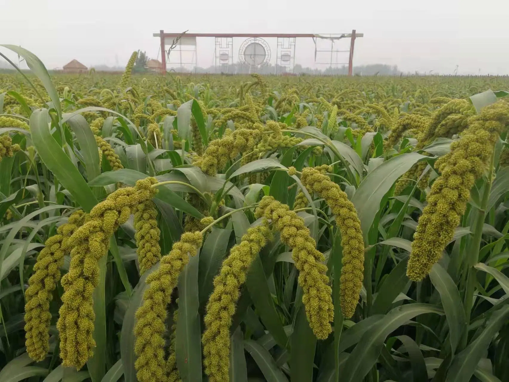 8000 Years Ago, Chinese Organic and Natural Millet Manufacturers Directly Sold The Origin of Millet in The World.